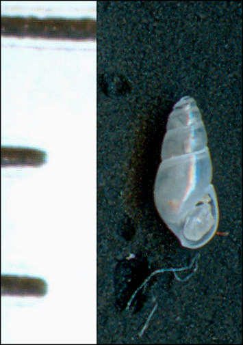 Odostomia erjaveciana ?